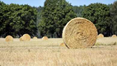straw bales, straw, round sheaf, nature, agriculture, rural landscape, season, field