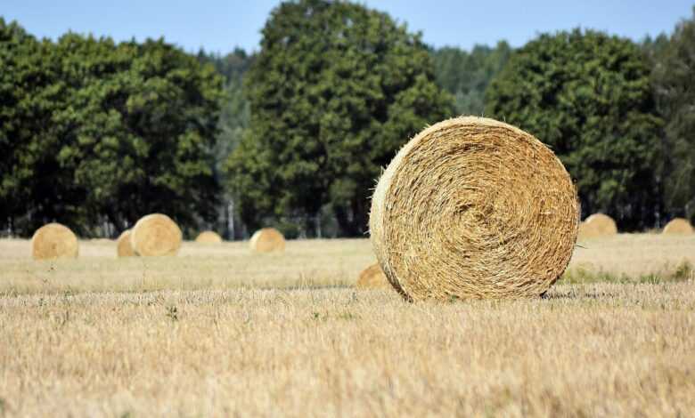 straw bales, straw, round sheaf, nature, agriculture, rural landscape, season, field