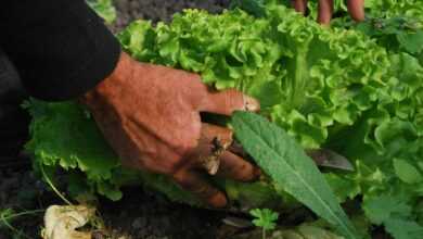 vegetables, gardener, vegetable garden