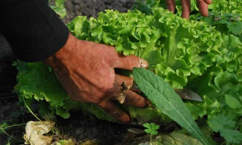 vegetables, gardener, vegetable garden