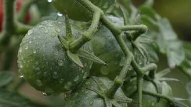 tomatoes, green, immature