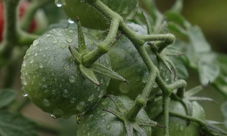 tomatoes, green, immature