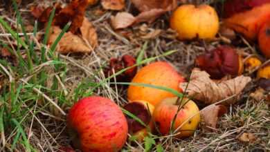 apples, windfall, fruit