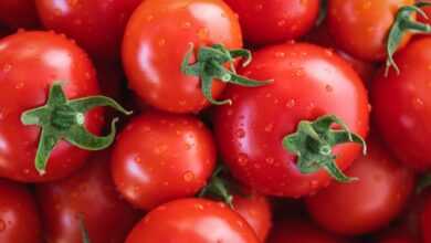 tomatoes, vegetables, fresh tomatoes, healthy, nourishment, to dye, color contest, tomatoes, tomatoes, tomatoes, tomatoes, tomatoes, vegetables, vegetables