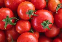 tomatoes, vegetables, fresh tomatoes, healthy, nourishment, to dye, color contest, tomatoes, tomatoes, tomatoes, tomatoes, tomatoes, vegetables, vegetables