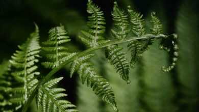 fern, fern fronds, plant