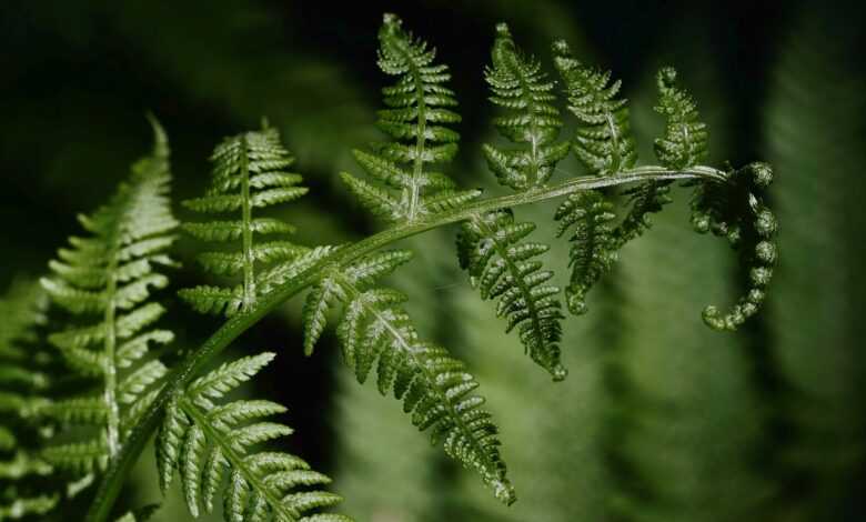 fern, fern fronds, plant