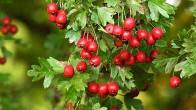 crataegus laevigata, hawthorn, branch