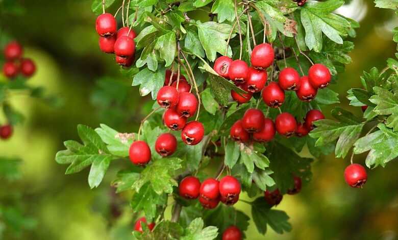 crataegus laevigata, hawthorn, branch