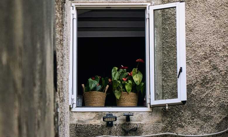 window, plants, city