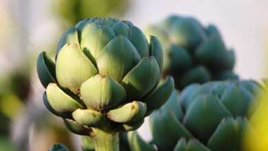 artichoke, vegetables, food