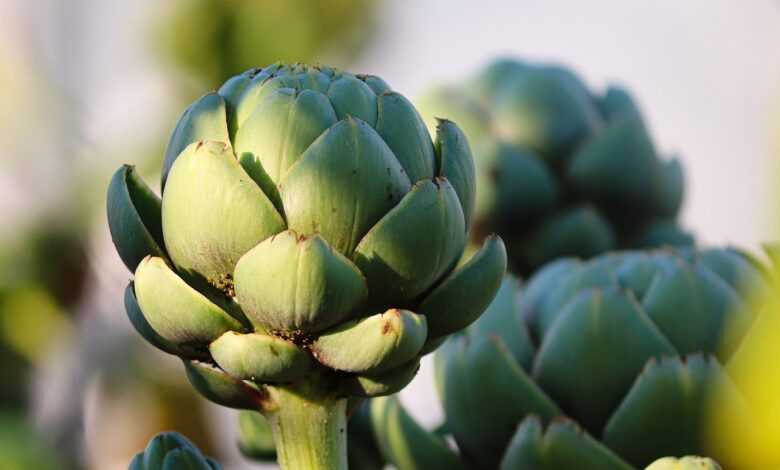 artichoke, vegetables, food