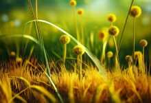 weed, field, nature, grass, yellow grass, grass fruits, yellow weed