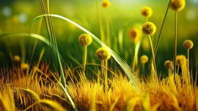 weed, field, nature, grass, yellow grass, grass fruits, yellow weed