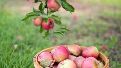 apples, apple orchard, apple picking