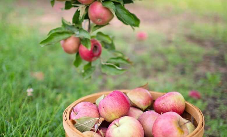 apples, apple orchard, apple picking