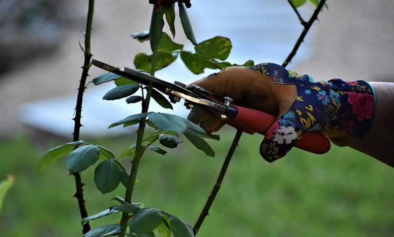 rose pruning, pruning, gardening