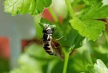 hoverfly, entomology, insect, flowerfly, pollination, beneficial, harmless, nature, garden