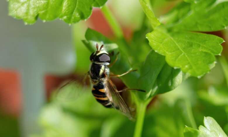 hoverfly, entomology, insect, flowerfly, pollination, beneficial, harmless, nature, garden