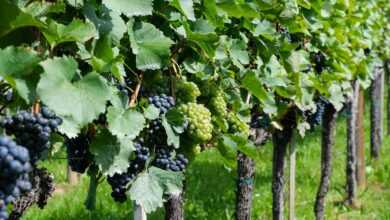 grapes, grapevines, vineyard