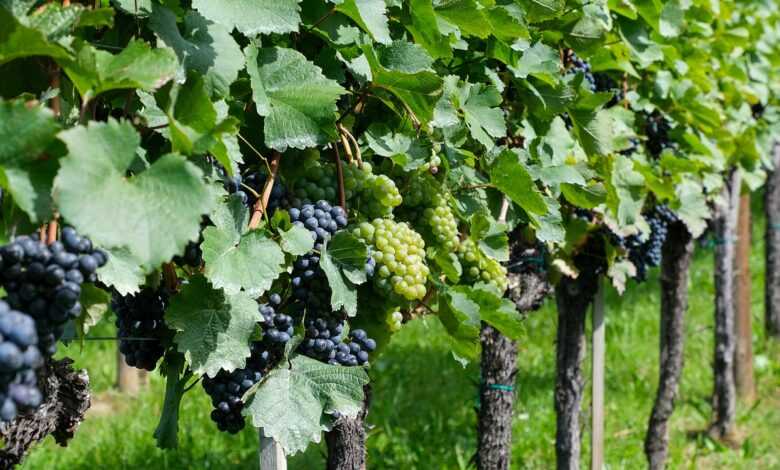 grapes, grapevines, vineyard