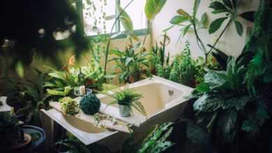 plant, nature, tub, bathroom, hygiene, relaxation, indoors
