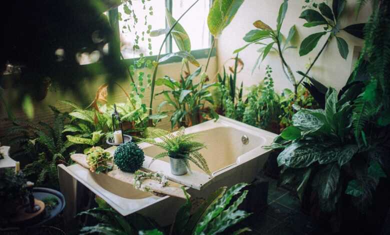 plant, nature, tub, bathroom, hygiene, relaxation, indoors