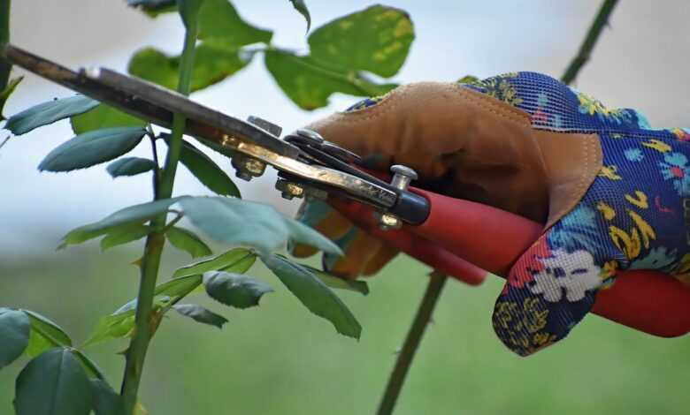 pruning, shears, plant