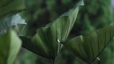 green leaves, caladium, foliage