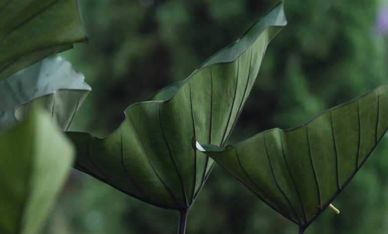 green leaves, caladium, foliage