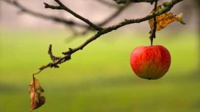 red apple, branch, dawn, apple, autumn, loneliness, nature, peace of mind, garden, minimalist, great colors, perspective, fruit tree, ripe apple, healthy food, quiet, enjoy your meal