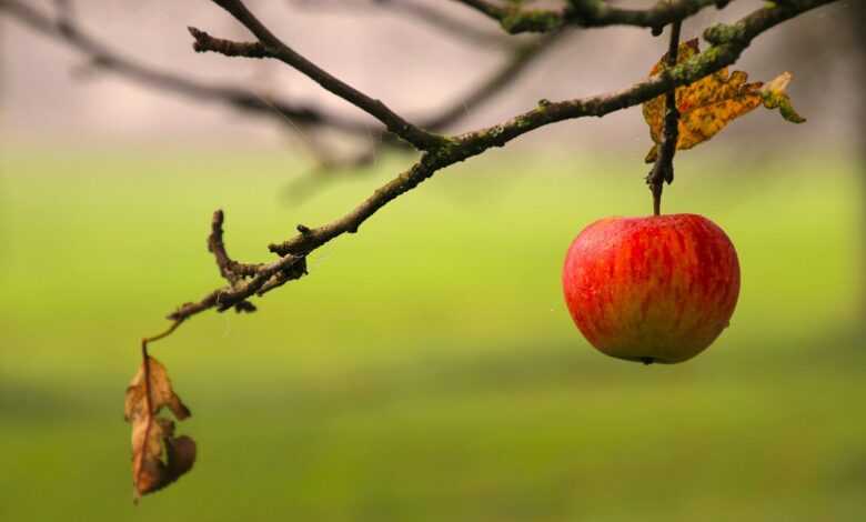 red apple, branch, dawn, apple, autumn, loneliness, nature, peace of mind, garden, minimalist, great colors, perspective, fruit tree, ripe apple, healthy food, quiet, enjoy your meal