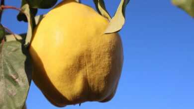 quince, fruit, tree