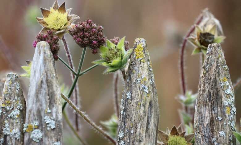 fence, fence top, flower background, plants, flowers, flower wallpaper, fall, autumn bloom, beautiful flowers, autumn, autumn garden, garden, garden plants, nature, garden magic, garden harmony, bloom
