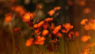 hawkweed, weed, desktop backgrounds