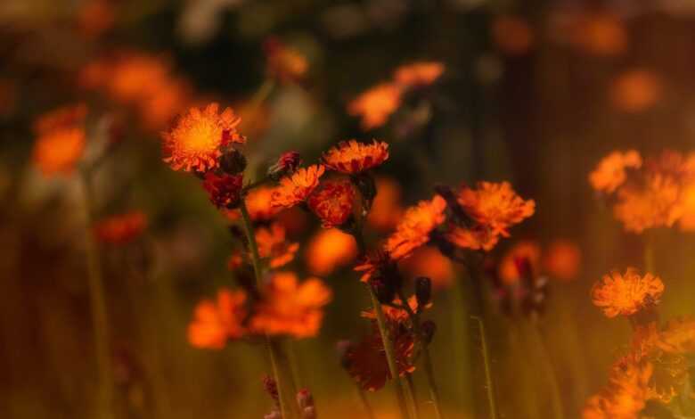 hawkweed, weed, desktop backgrounds