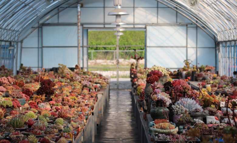 succulents, flower background, fleshy