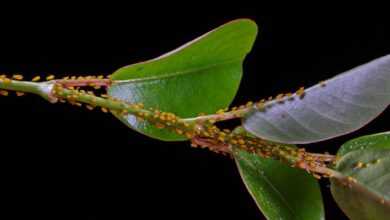 lice, aphids, louse colony