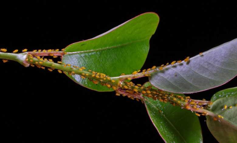 lice, aphids, louse colony