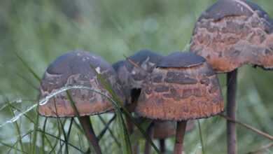 fertilizer, disc fungus, mushroom