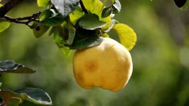 quince, fruit, tree