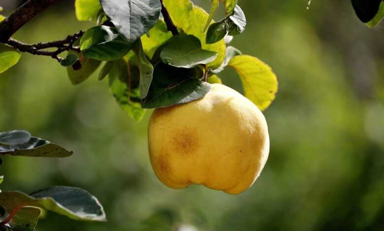 quince, fruit, tree