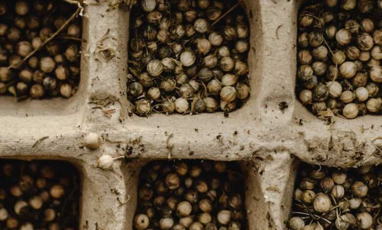 Close Up of Seeds in Seedling Box