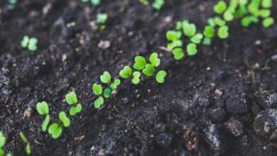 arugula, seedlings, plant