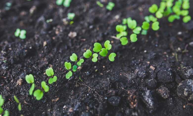 arugula, seedlings, plant