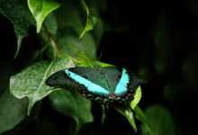 butterfly, animal, wildlife, insect, nature, plant, plant leaves, nature, nature, nature, nature, nature