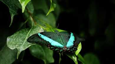 butterfly, animal, wildlife, insect, nature, plant, plant leaves, nature, nature, nature, nature, nature