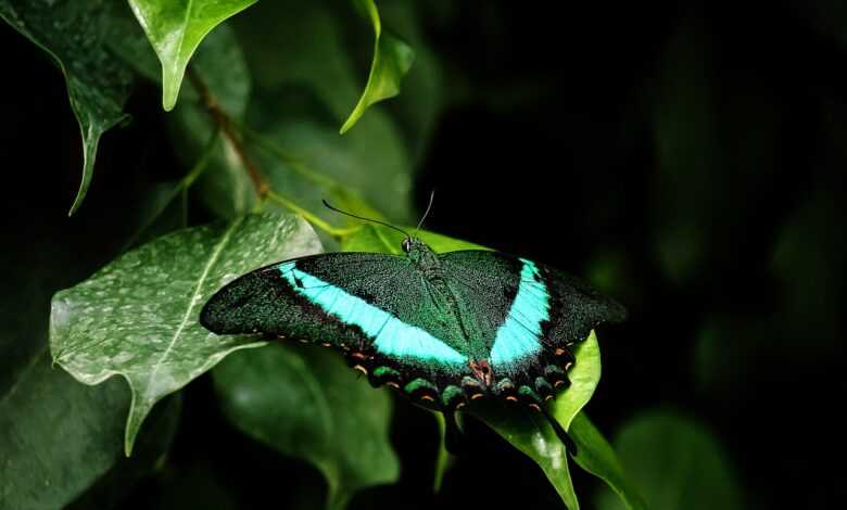 butterfly, animal, wildlife, insect, nature, plant, plant leaves, nature, nature, nature, nature, nature