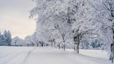 snow, landscape, trees