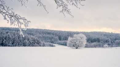 trees, snow, winter